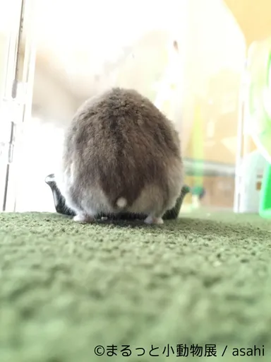 展示予定作品(13)