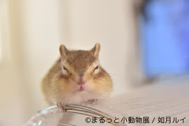 展示予定作品(15)