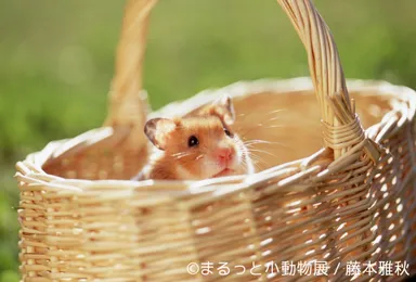 展示予定作品(3)