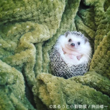 展示予定作品(4)