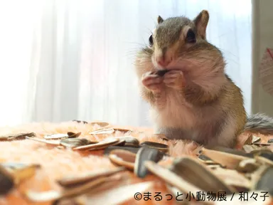 展示予定作品(7)