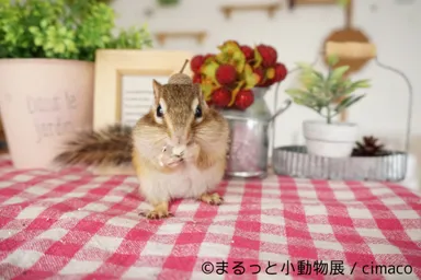 展示予定作品(8)