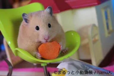 展示予定作品(9)