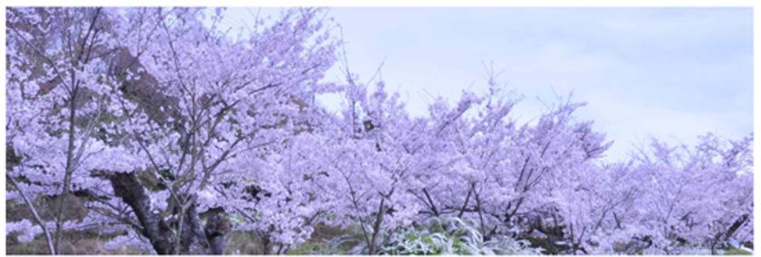 「太閤四季彩園～官兵衛古道」桜ライトアップ　および 敷地内歩行者通り抜け解禁のお知らせ　4月1日(土)より　有馬温泉 太閤の湯にて