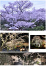 昨年度までの園内の桜ならびにライトアップの模様