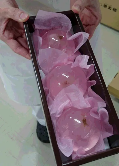 『桜咲く　さくらゼリー(R)』サイズ