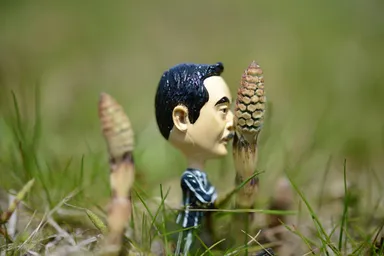 この写真にひとこと！「お題：つくし」