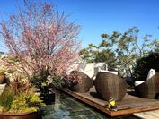 代官山で一足早いお花見を！“SAKURA”がテーマのお料理＆カクテルをXEX DAIKANYAMAにて3月10日提供開始！