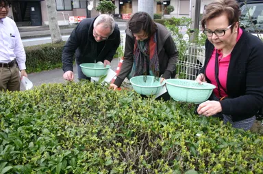 新茶摘み体験ツアー風景-2