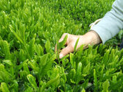 摘みたて茶葉の天ぷらも味わえる！期間限定 春の『新茶摘み体験ツアー』　好評につき今年度も予約受付を開始