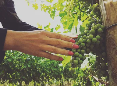 ブドウ畑イメージ