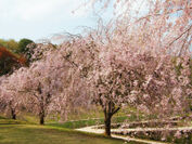 庭園彩る10種250本の桜を見に、美術館へ　お花見シーズンの4月1日から「ヴォルス」展開催