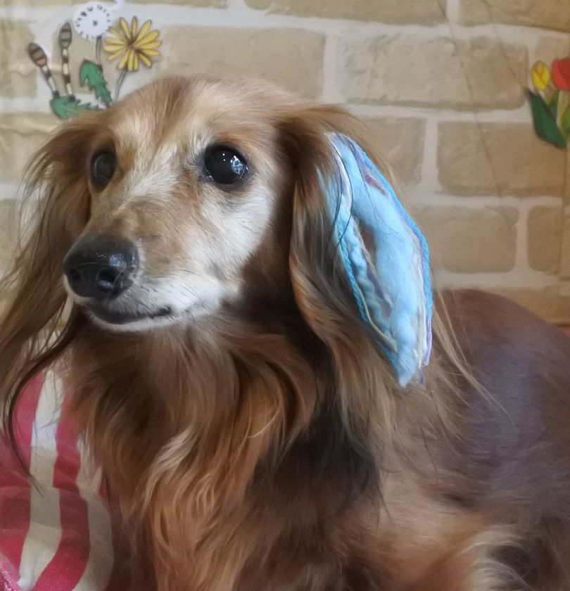 業界初！わんちゃんのエクステ、無料サービス！
東京都中央区月島のトリミングサロン「ボヌール・デ・シアン」
2周年記念キャンペーンを3月15日に開始