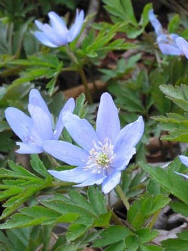 六甲高山植物園に春到来！3月18日(土)シーズンオープン