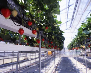 らくちん栽培(さぬきひめ栽培風景)