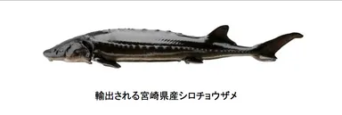 シロチョウザメ