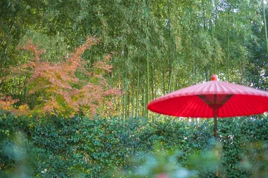 京都で竹林を散策