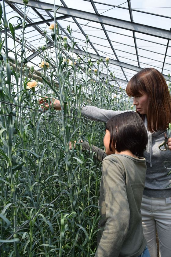 カーネーションの摘み取りと
フラワーアレンジメントに、親子で挑戦！ 
親子で行く
「花とふれあうスマイルツアー2017」（東京発）に
抽選で30名様をご招待