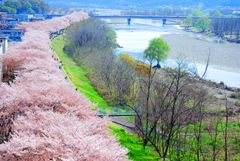 2.5kmにも及ぶ桜並木