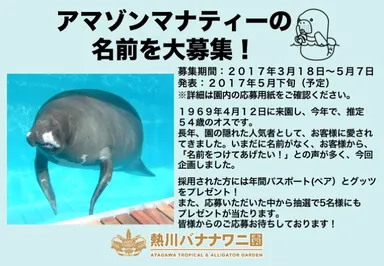 アマゾンマナティー名前募集