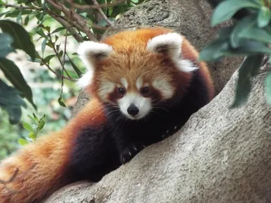 ニシレッサーパンダ