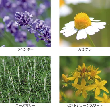 4種のハーブ