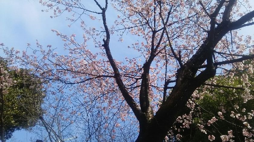 桜のシーズン到来！
2人に1人は今年のお花見実施意向あり
“桜並木をお散歩”するスタイルが人気！