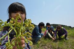 伊豆最大級の広さを誇る稲取細野高原において山菜狩りイベントが4月8日から開催！