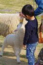 大阪「ワールド牧場」の動物が出産ラッシュ到来！子羊、子ヤギのミルクやり体験を3月18日に開始