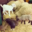 羊ヤギ豚カピバラの赤ちゃん