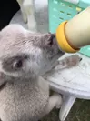 子羊のミルクやり体験1