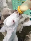子羊のミルクやり体験2