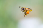 ミツバチが花粉を集めている(イメージ)