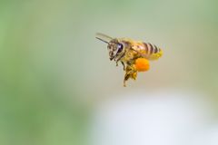 ミツバチが花粉を集めている(イメージ)