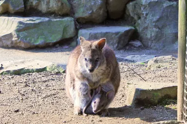 パルマワラビー赤ちゃん