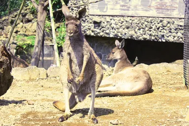 クロカンガルー仲間入り