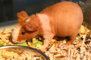 スキニーギニアピッグ仲間入り