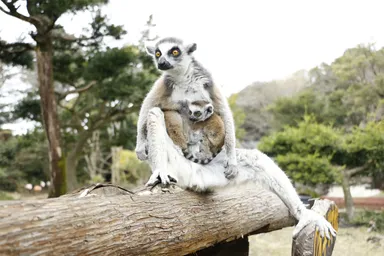 ワオキツネザル赤ちゃん(2017年3月15日撮影)2