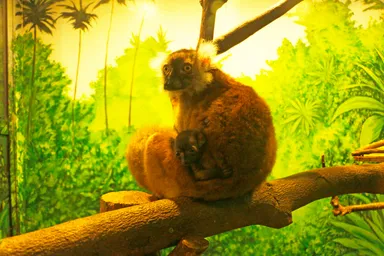 クロキツネザル2