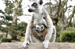 シャボテン動物公園で「ベビーラッシュ」キツネザルやワラビーなどの赤ちゃんが誕生