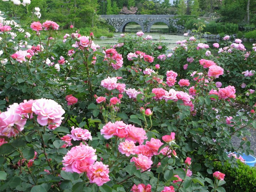 10周年を迎える「軽井沢レイクガーデン」
2017年シーズンは4月21日開園
～自然を愛するすべての人へ～