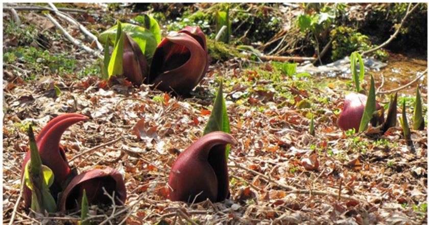 六甲高山植物園　麗らかな春の訪れ　～ザゼンソウが見頃を迎えました～