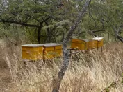 マサイ族の養蜂の巣箱