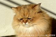 GWにゆるかわ“スター猫”たちが静岡と滋賀に初登場！「ねこ休み展」巡回展＆スピンオフ企画を4月～5月に開催