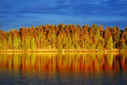 森と湖の国フィンランド、オーロラと美しい紅葉が楽しめます