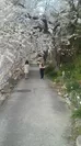 沖島の桜