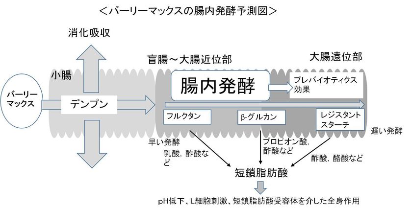 ＜スーパー大麦「バーリーマックス」摂取による
腸内発酵に及ぼす影響試験(ラット試験)＞
盲腸から遠位結腸まで腸全体で腸内発酵を促進　
「腸の奥」(遠位結腸)での「短鎖脂肪酸」の産生量、
「ビフィズス菌」の菌数ともに
高β-グルカン大麦との有意差を確認