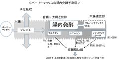 腸内発酵予想図