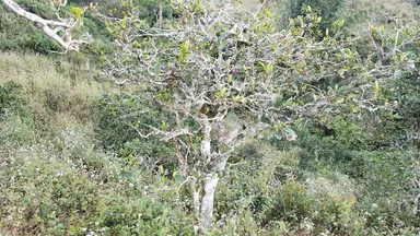 シャンティの木