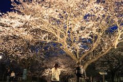 夜桜とヤギとハイチーズ！ヤギ・ヒツジと触れ合える！成田ゆめ牧場が4日間限定の『夜桜ライトアップ』を開催